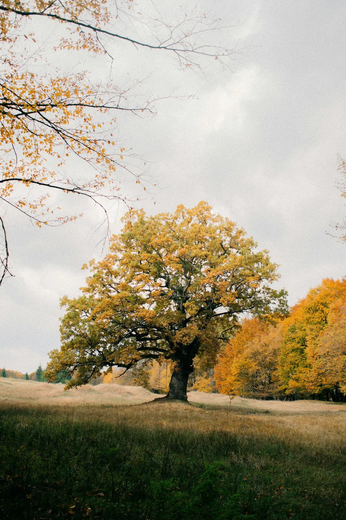 Freistehende Eiche mit Herbstlaub auf einer Wiese